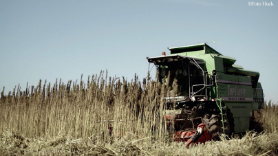万能植物へンプで地球を救おう！
